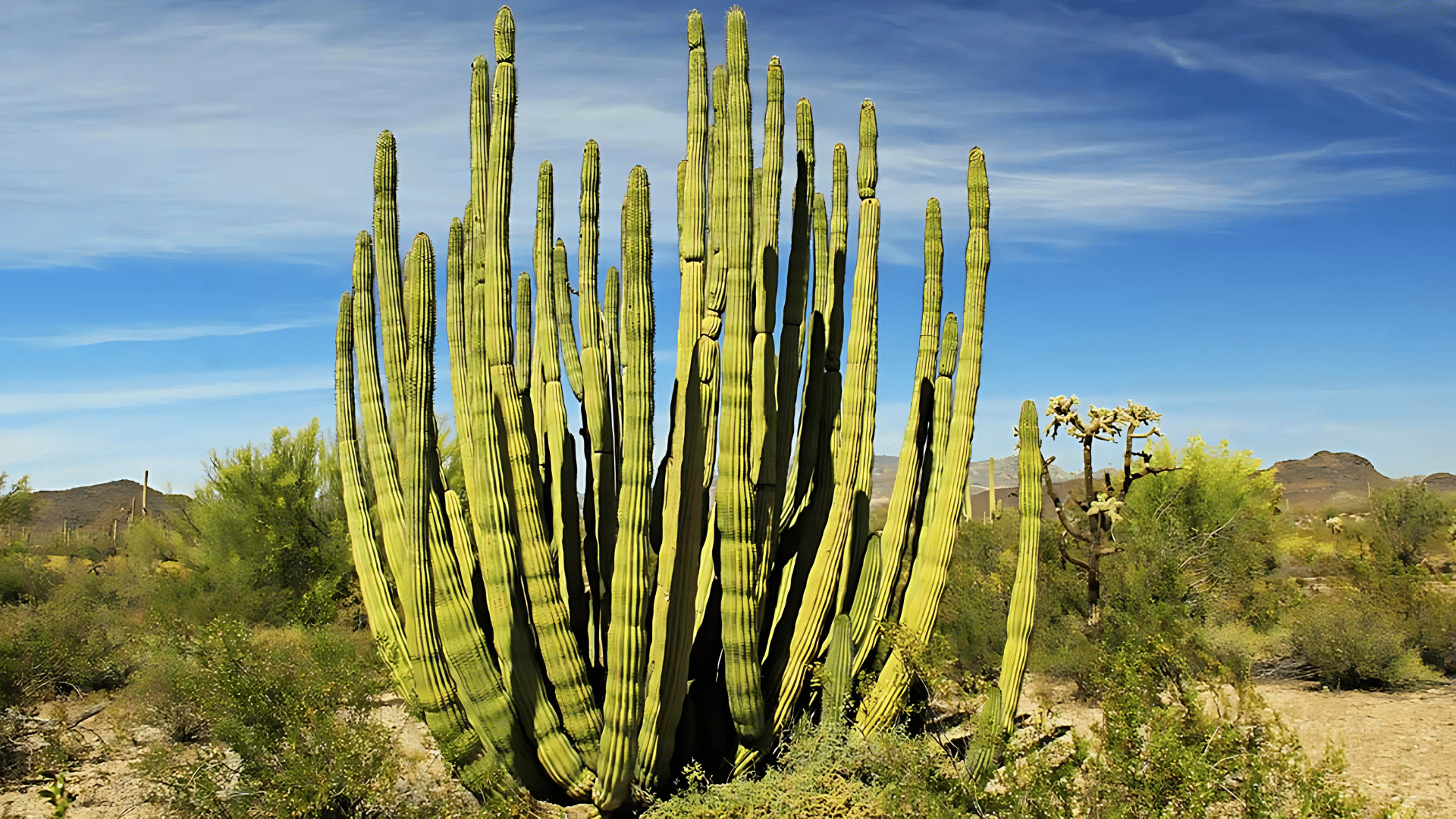 Organ Pipe Cactus (Stenocereus thurberi)