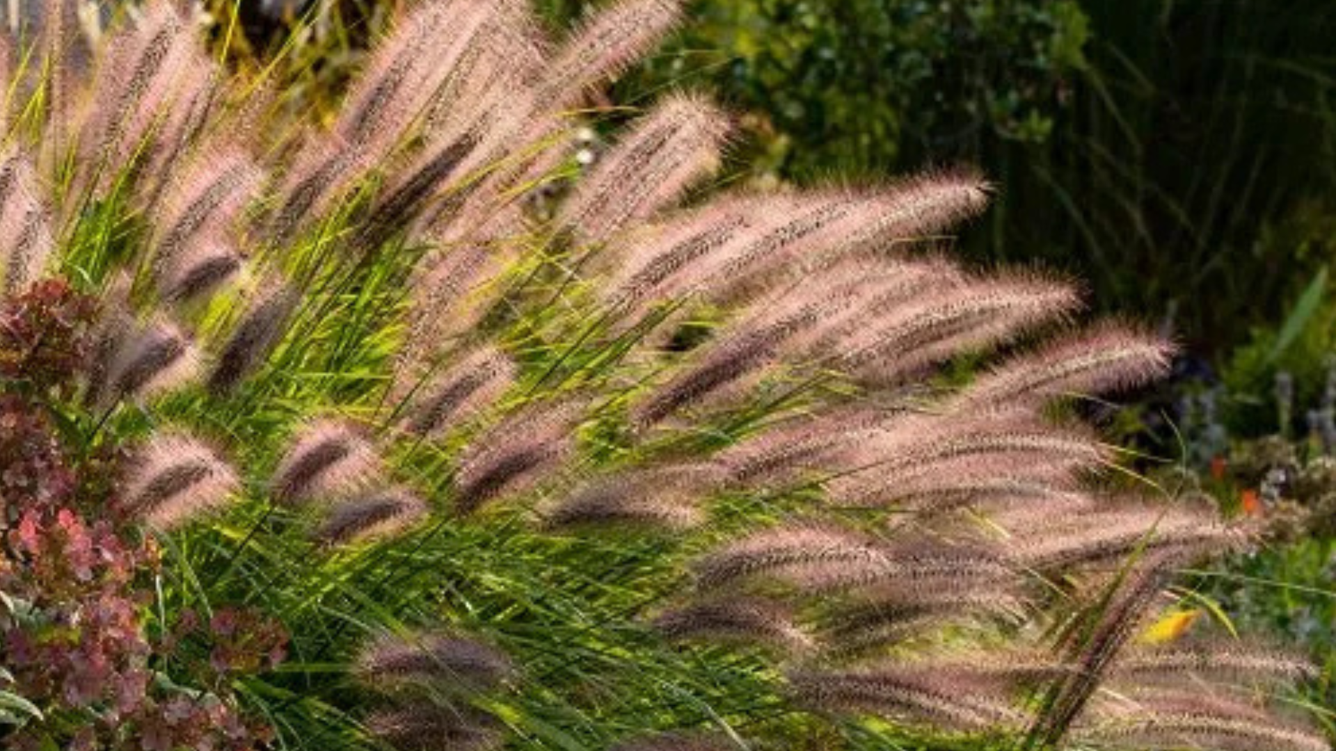 Pennisetum_Fountain_Grass