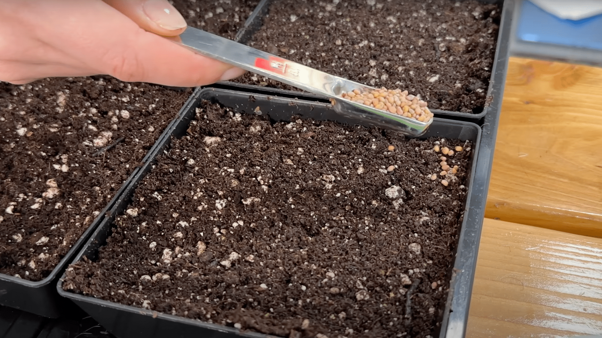 Plant Your Seeds