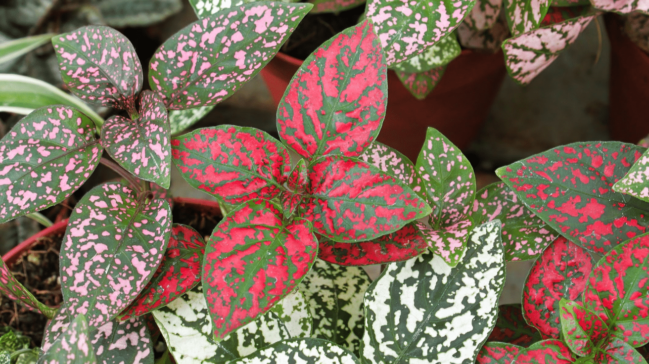 Polka Dot Plant