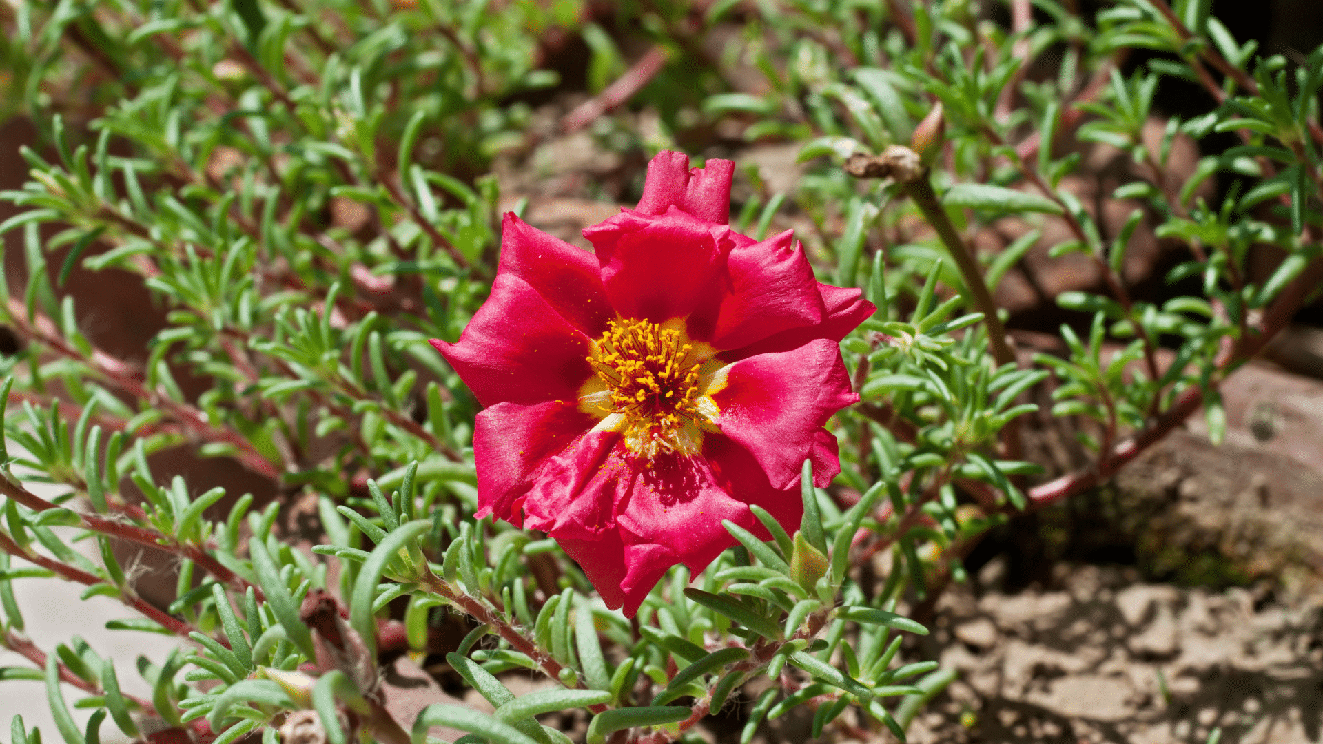 Portulaca