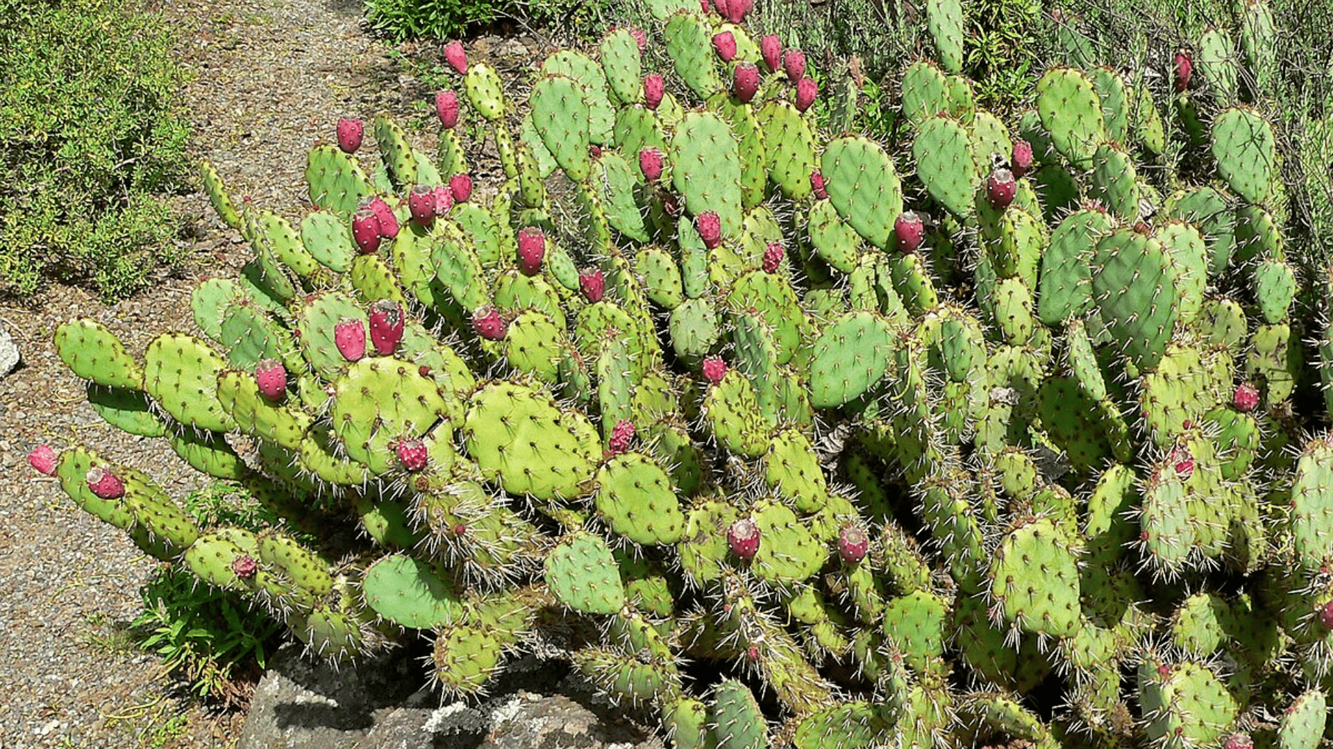 Prickly Pear (Opuntia ficus-indica and other Opuntia spp.)