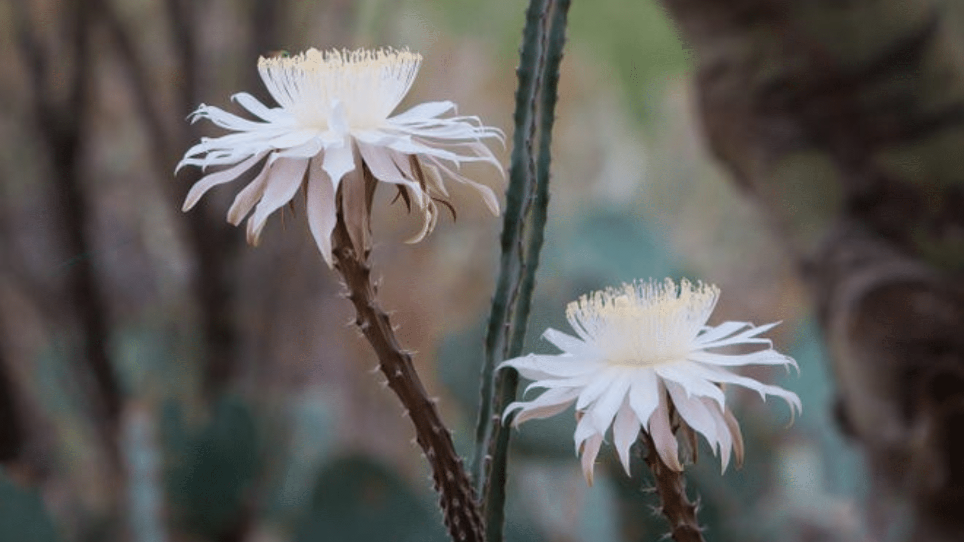 Queen of the Night (Peniocereus Greggii)