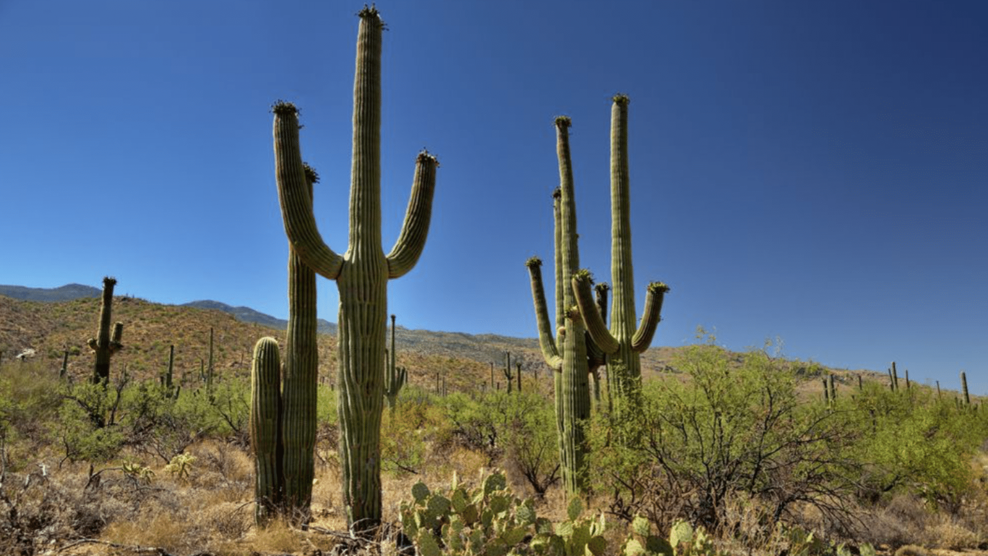 Saguaro (Carnegiea Gigantea)