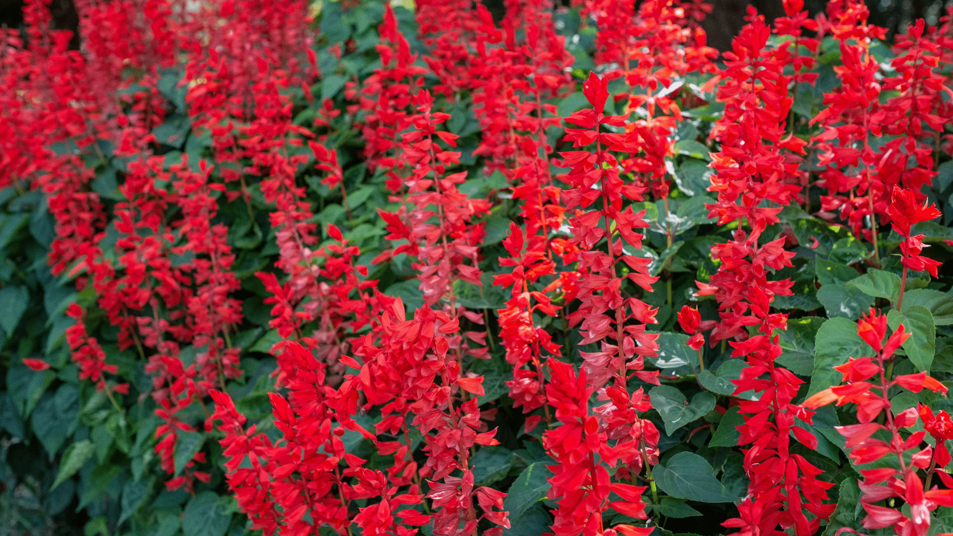 Salvia
