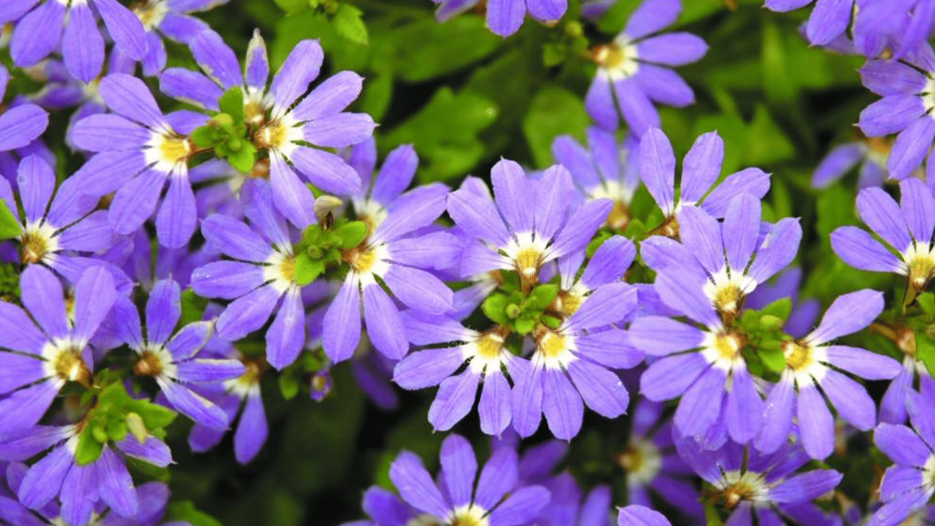 Scaevola_Fan_Flower