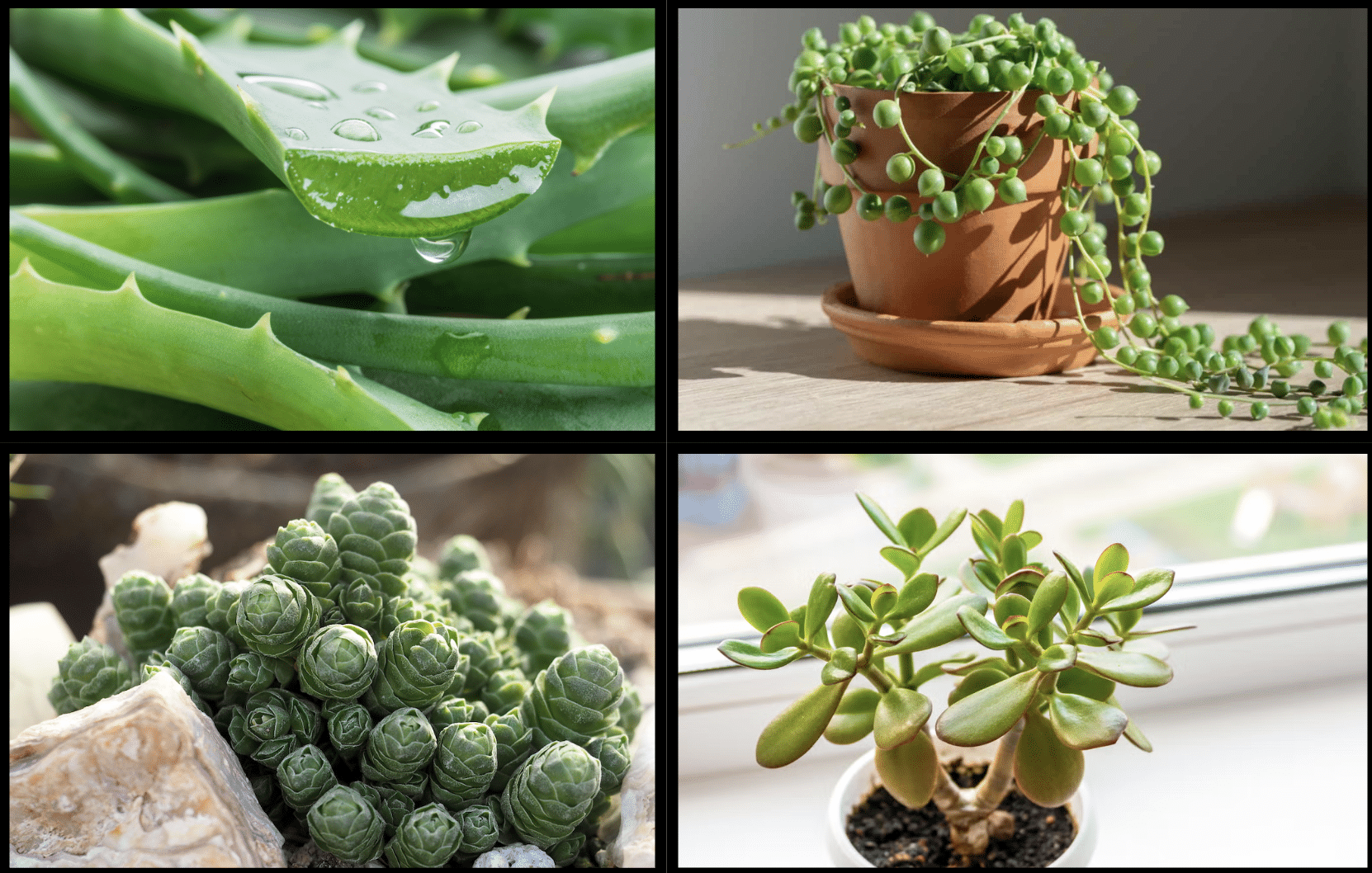 Best Succulents for Beginners