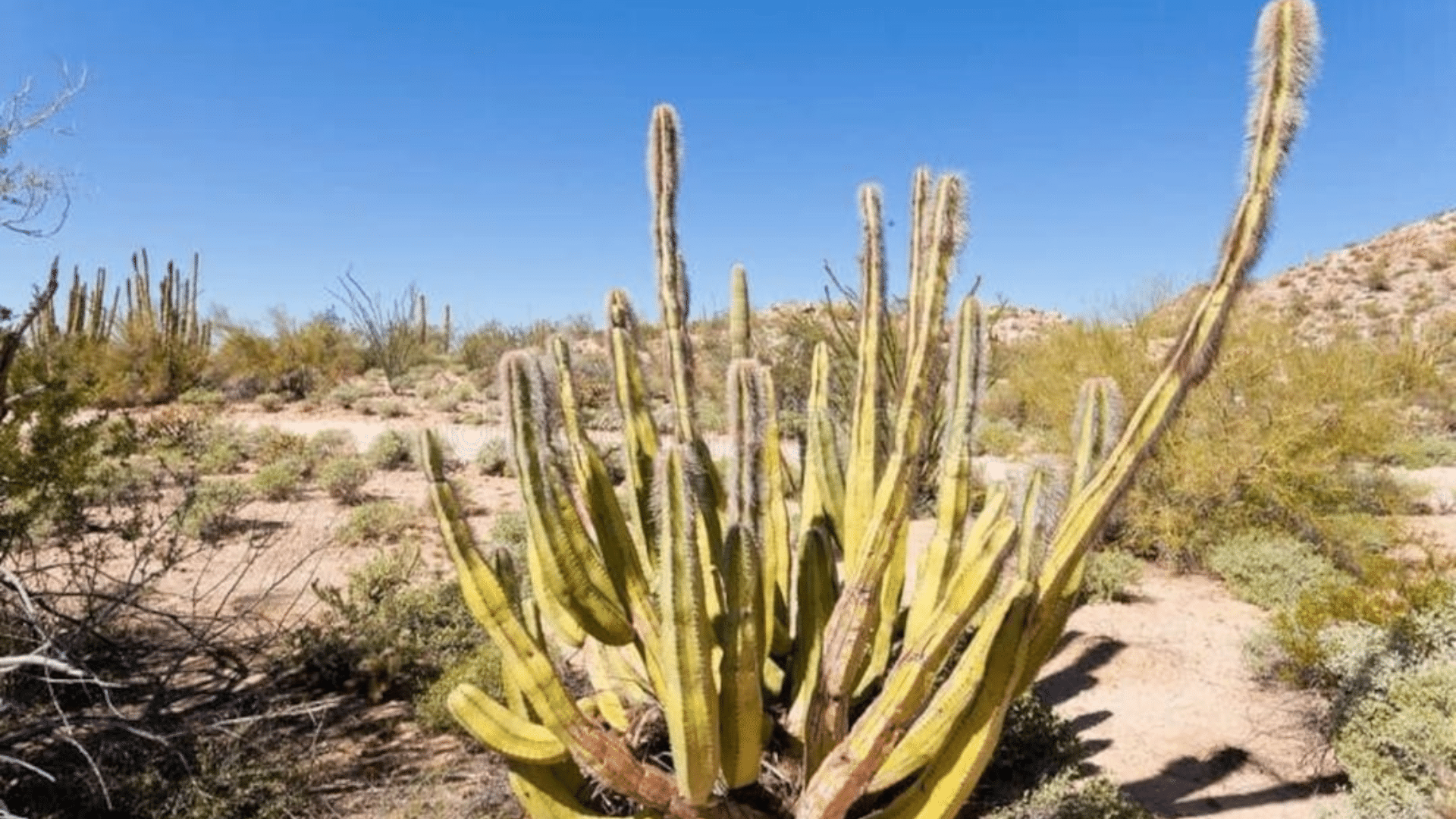 Senita Cactus (Pachycereus Schottii)