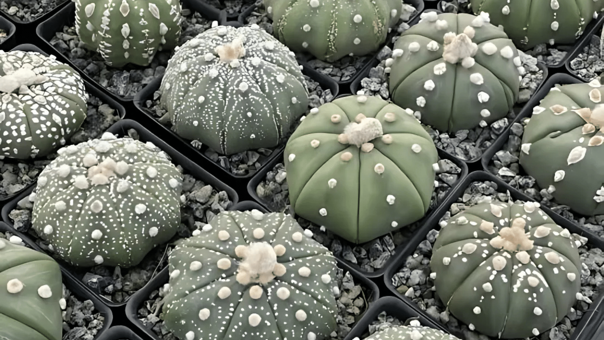 Star Cactus (Astrophytum Asterias)
