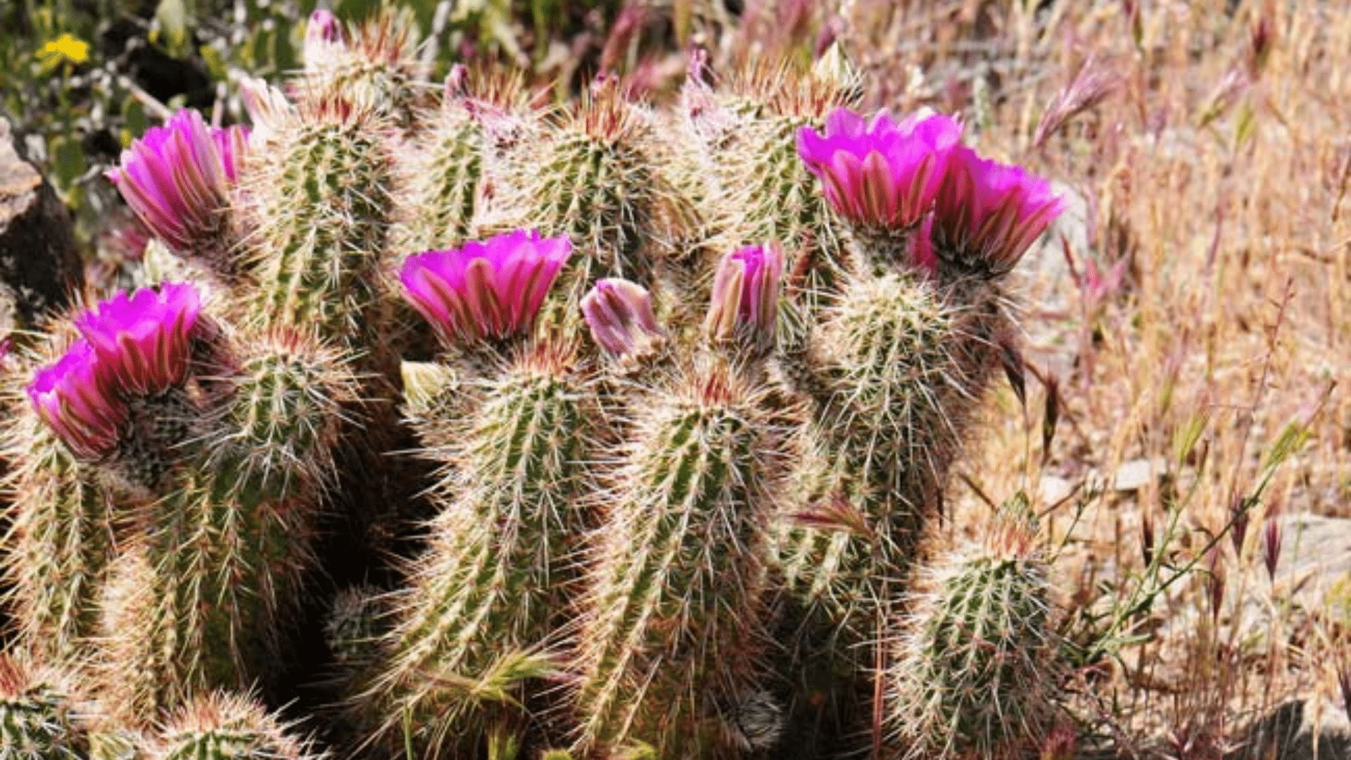 Strawberry Hedgehog Cactus (Echinocereus Engelmannii)