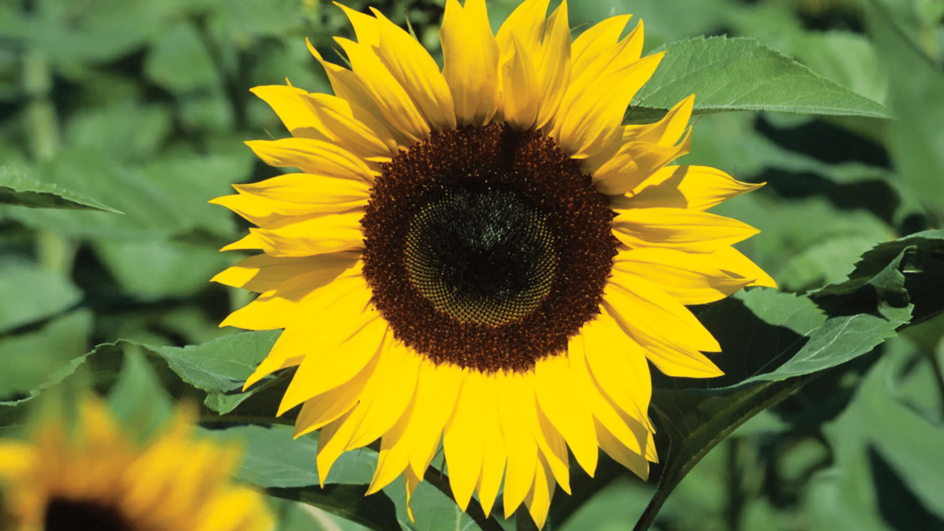 Sunflower