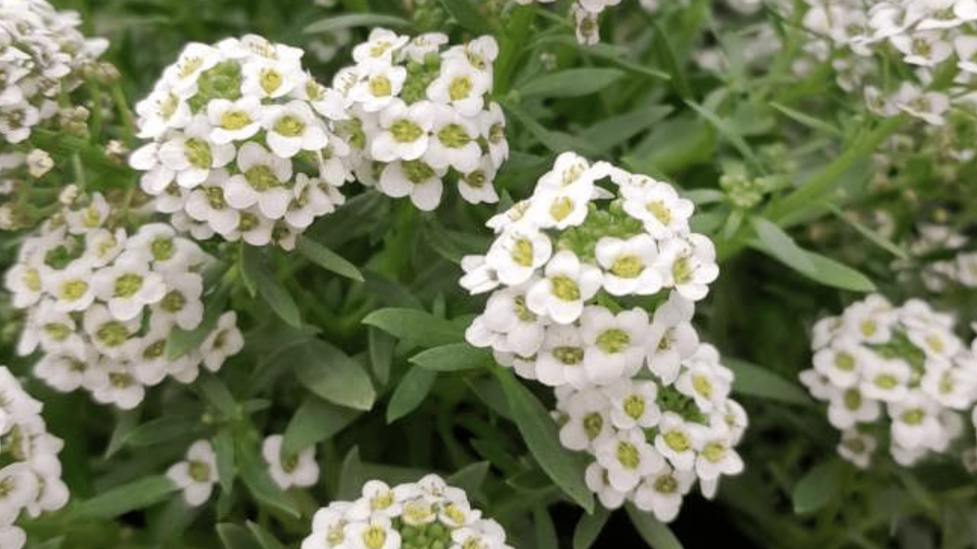 Sweet_Alyssum