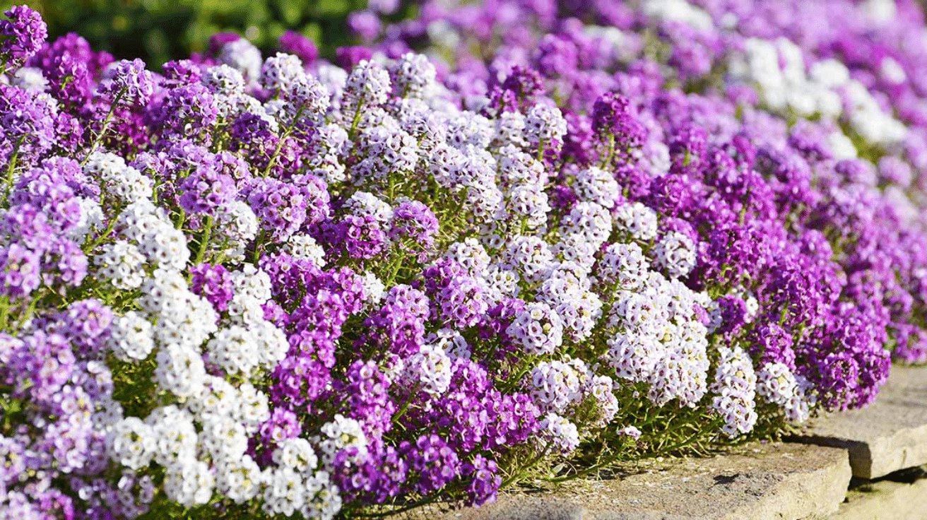 Sweet Alyssum