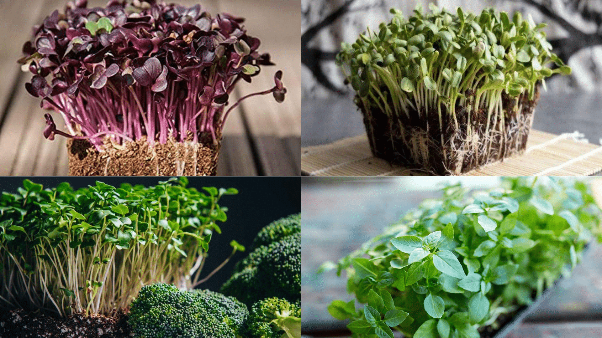 The Best Microgreens to Grow Indoors