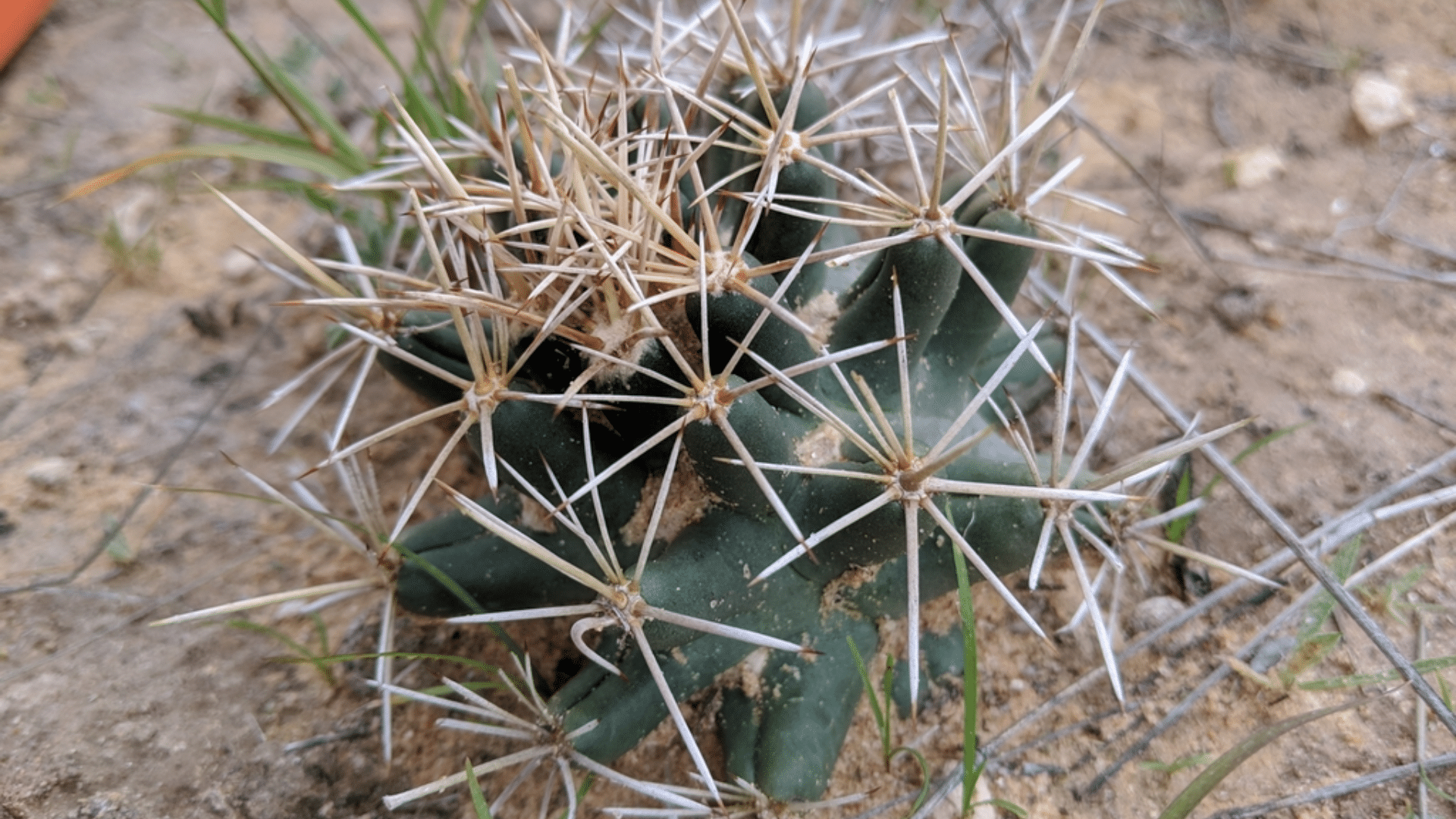 The Beehive Cactus (Coryphantha spp.)
