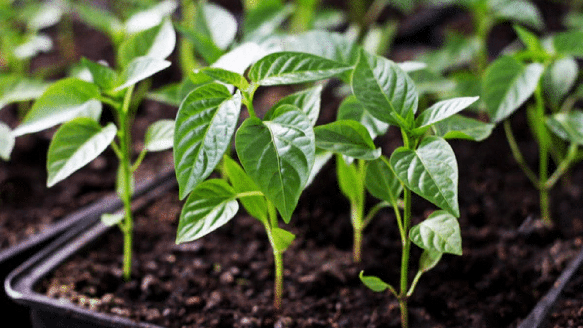 The Straight Story on How Often to Water Pepper Plants