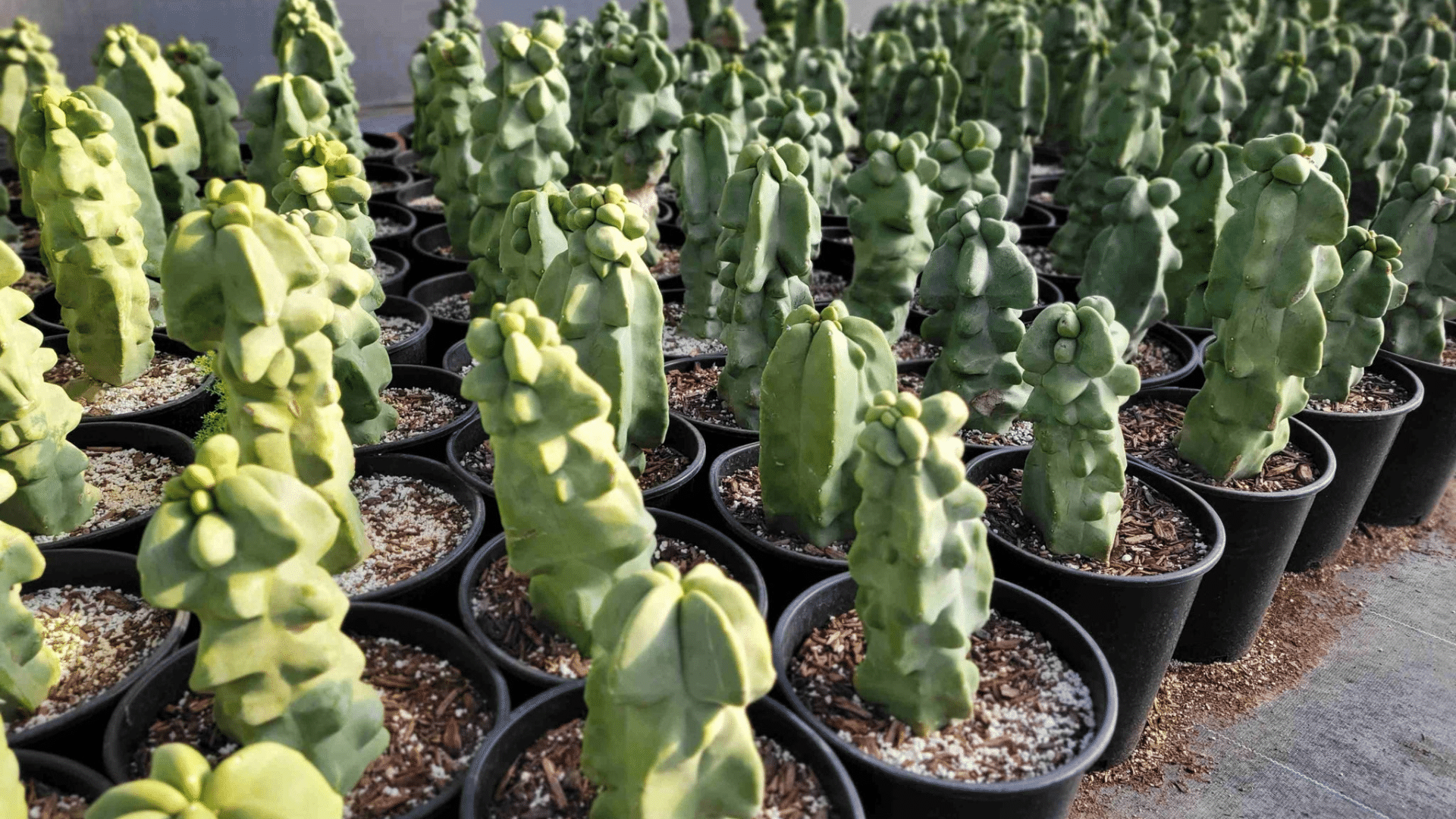 Totem Pole Cactus (Lophocereus Schottii f. Monstrosus)