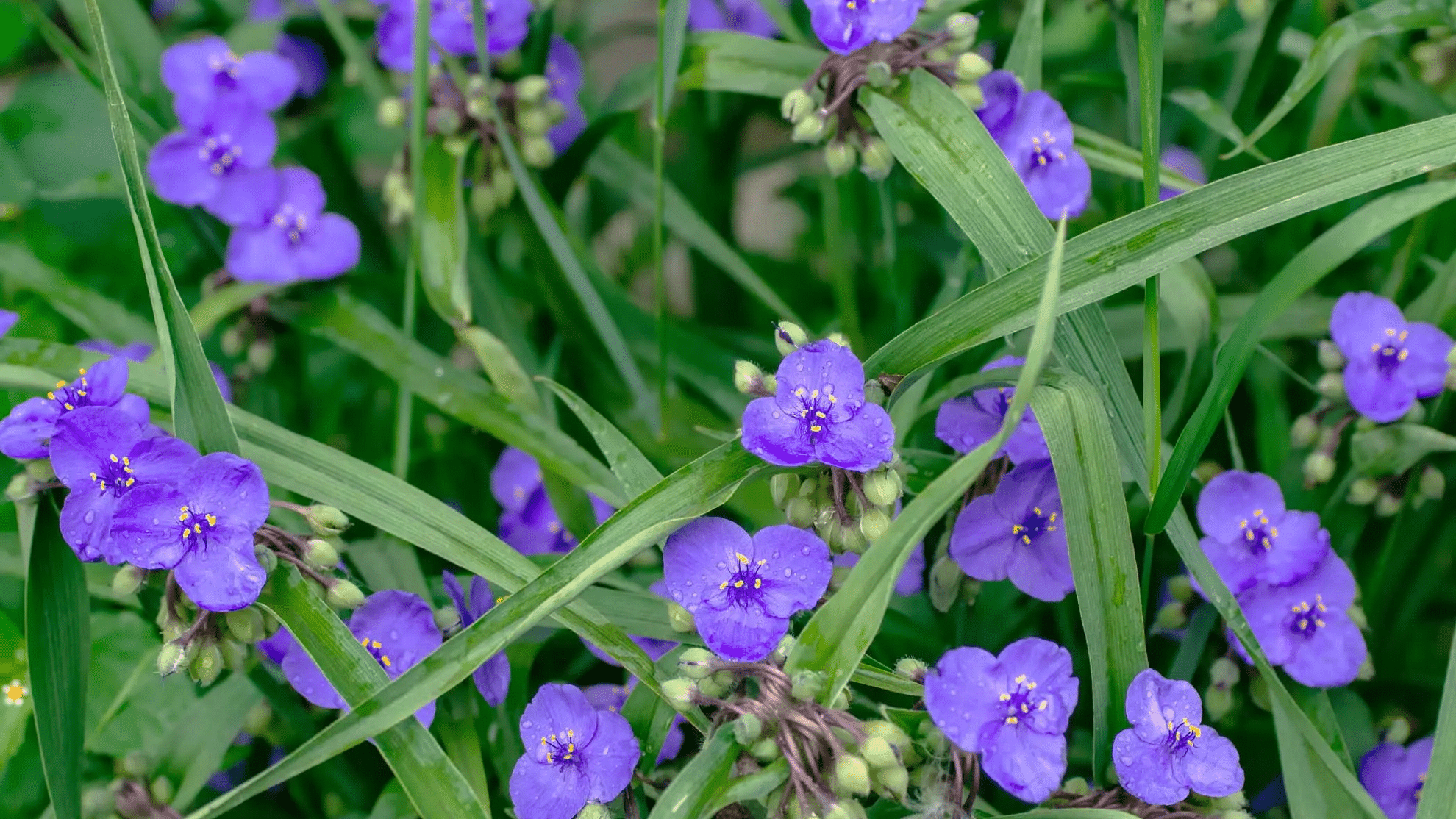 Tradescantia (Spiderwort)