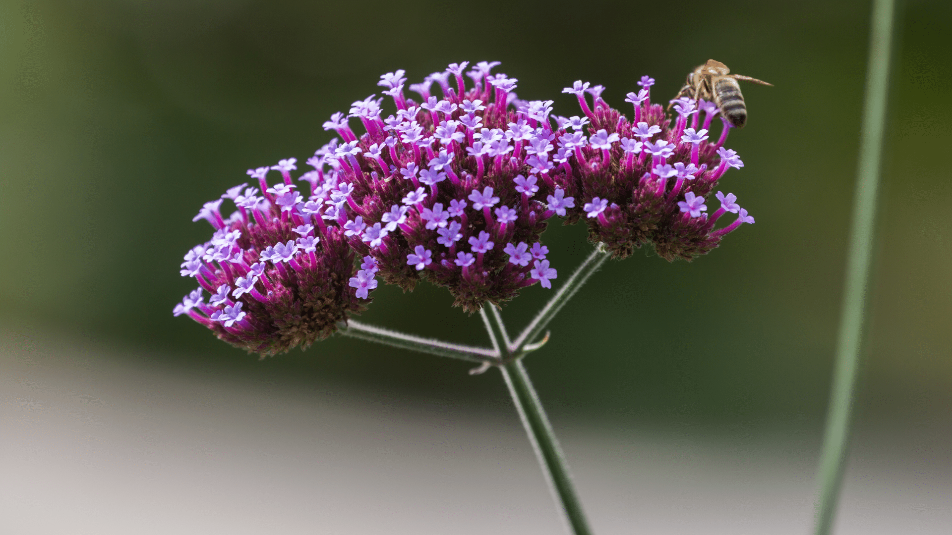 Verbena