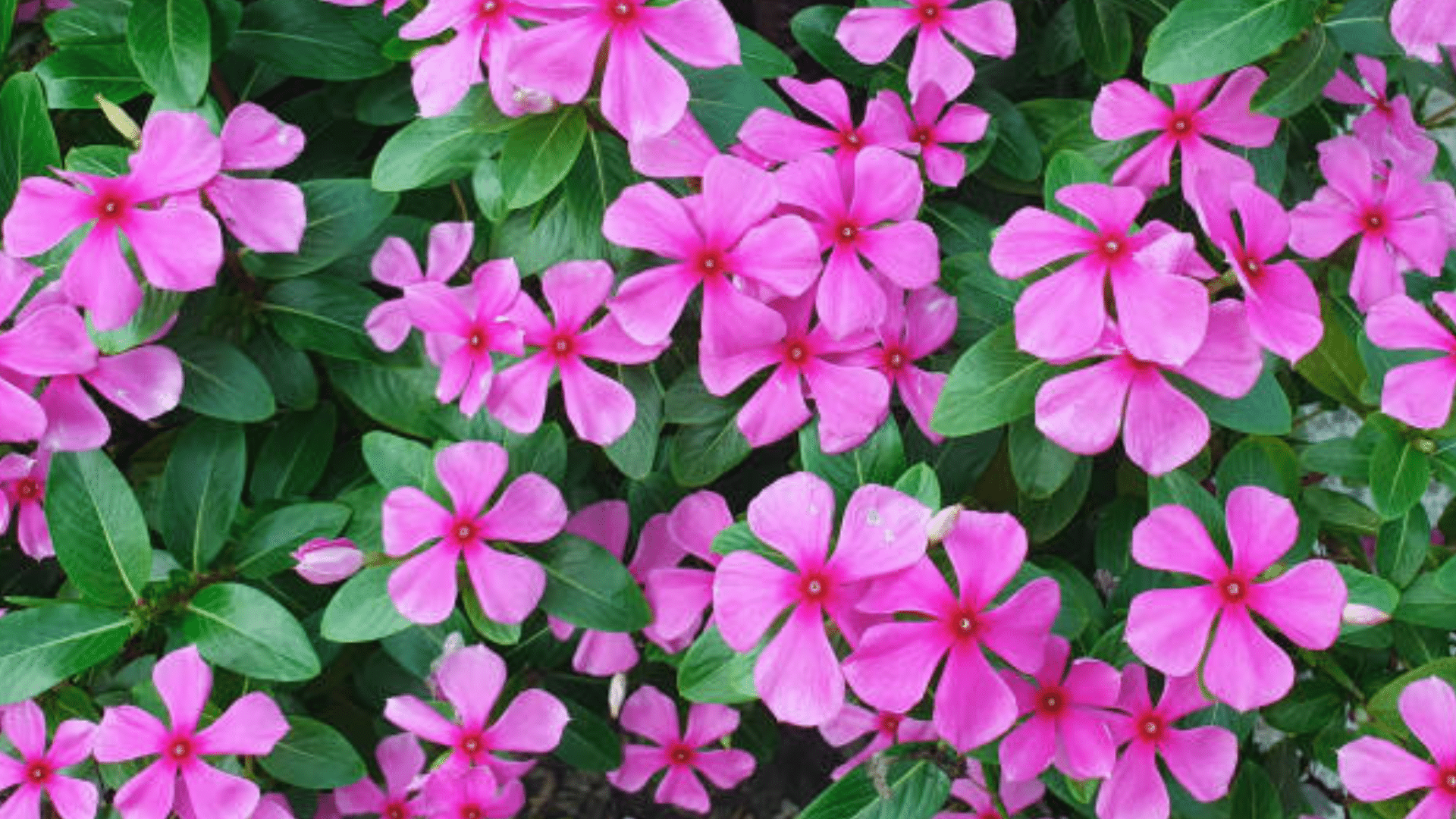 Vinca_Periwinkle