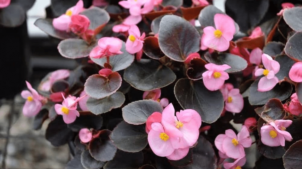 Wax Begonia