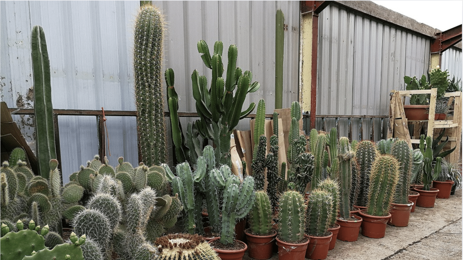 What Are the Best Outdoor Cactus for Your Garden?