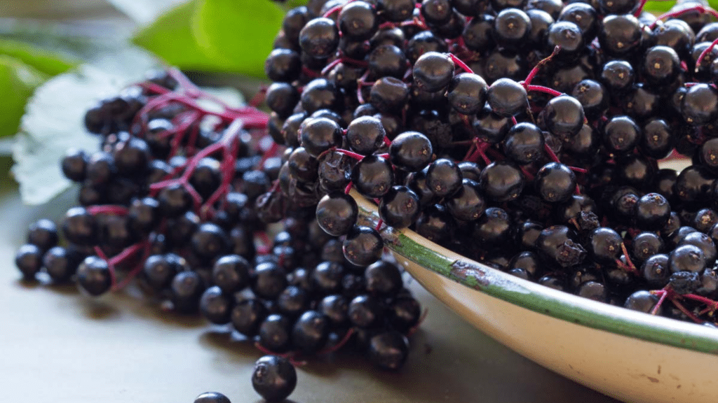 When to Pick Elderberries for Peak Flavor?