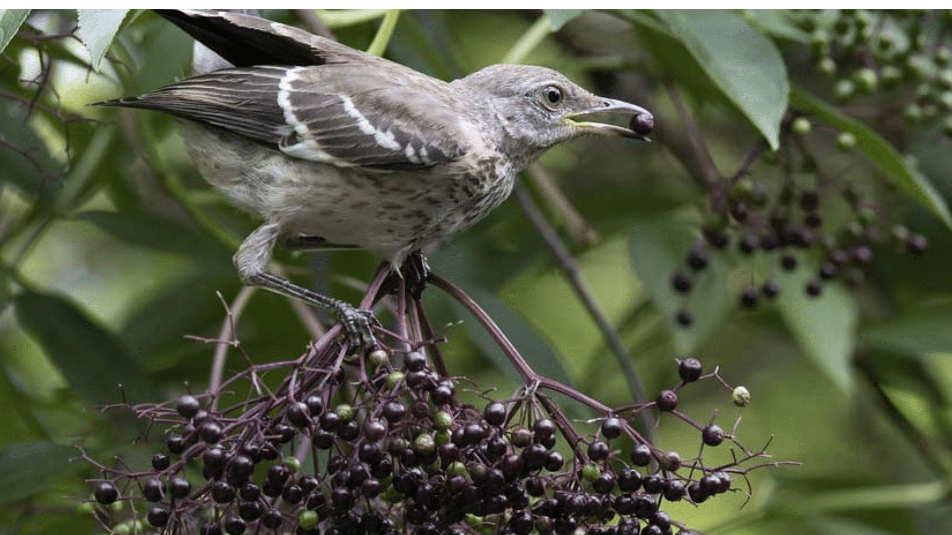 Wildlife Food Source