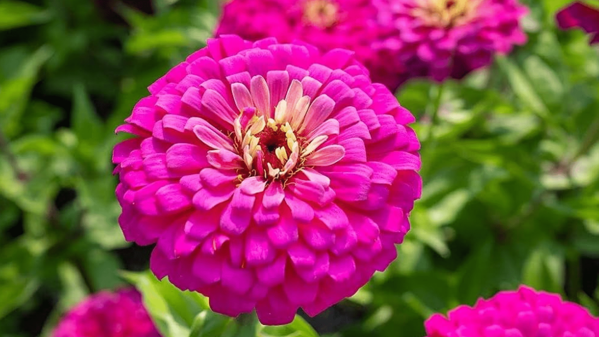 Zinnia