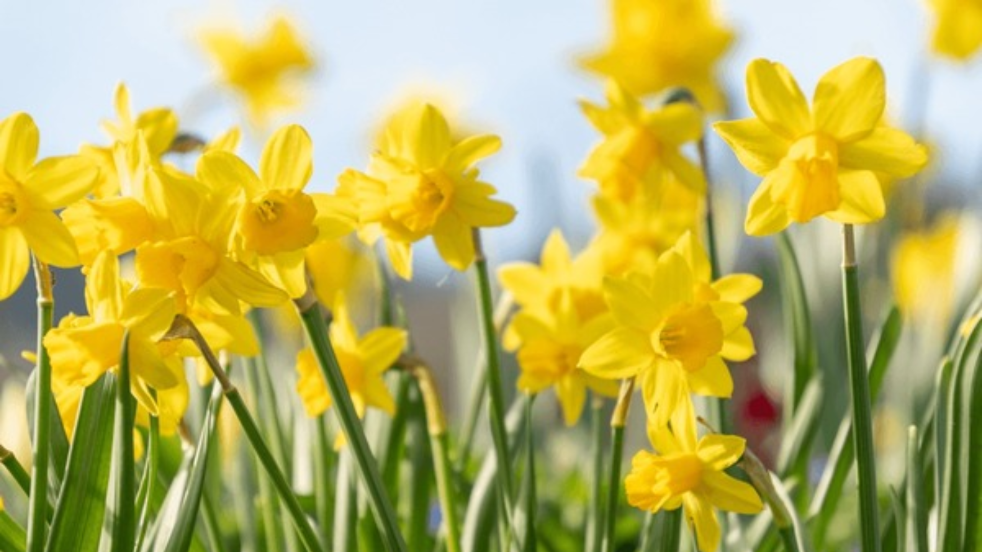 Daffodils