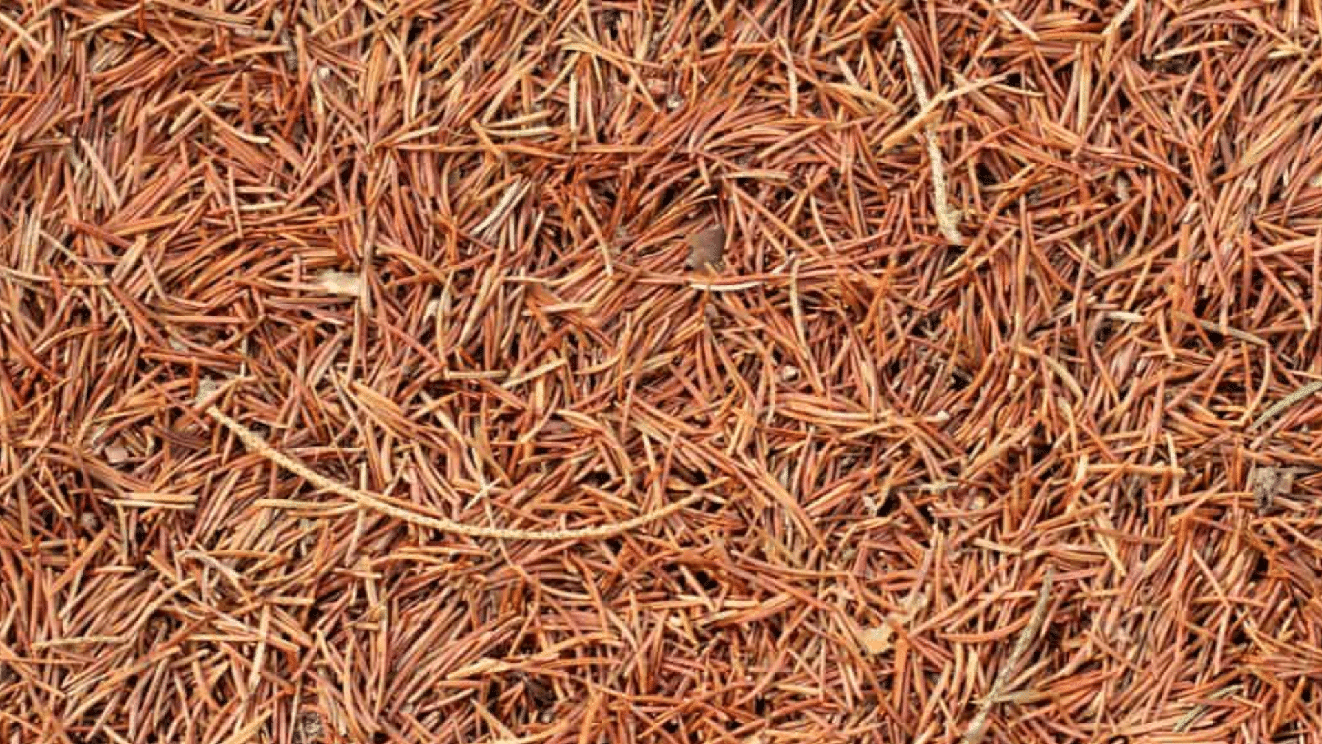 Pine needle mulch