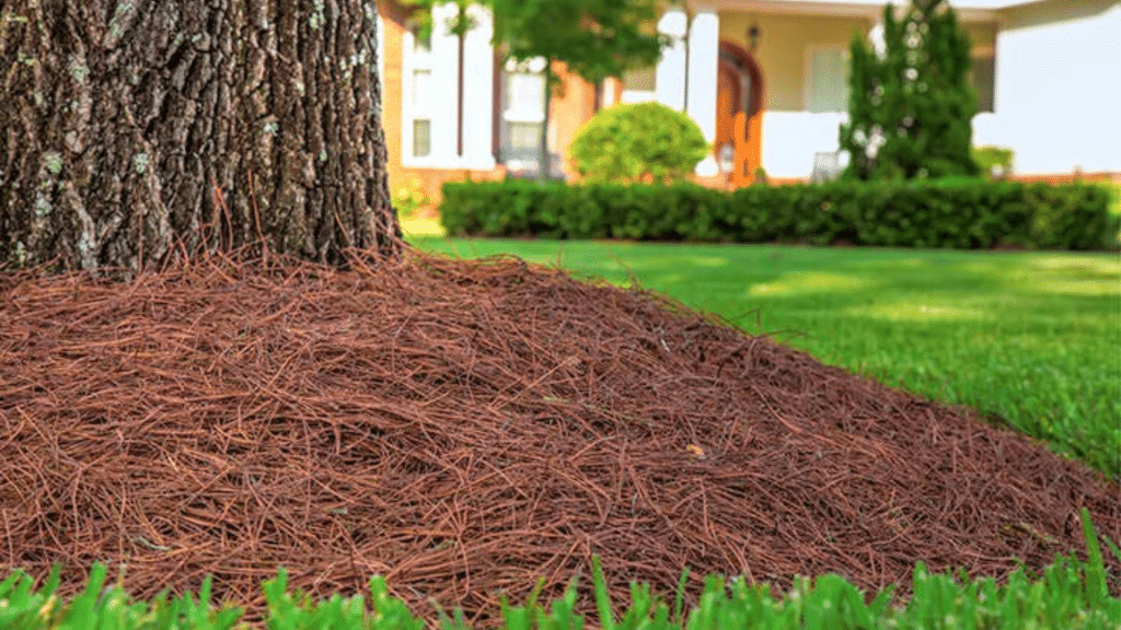 Should You Put Pine Straw Around a House for Safety?