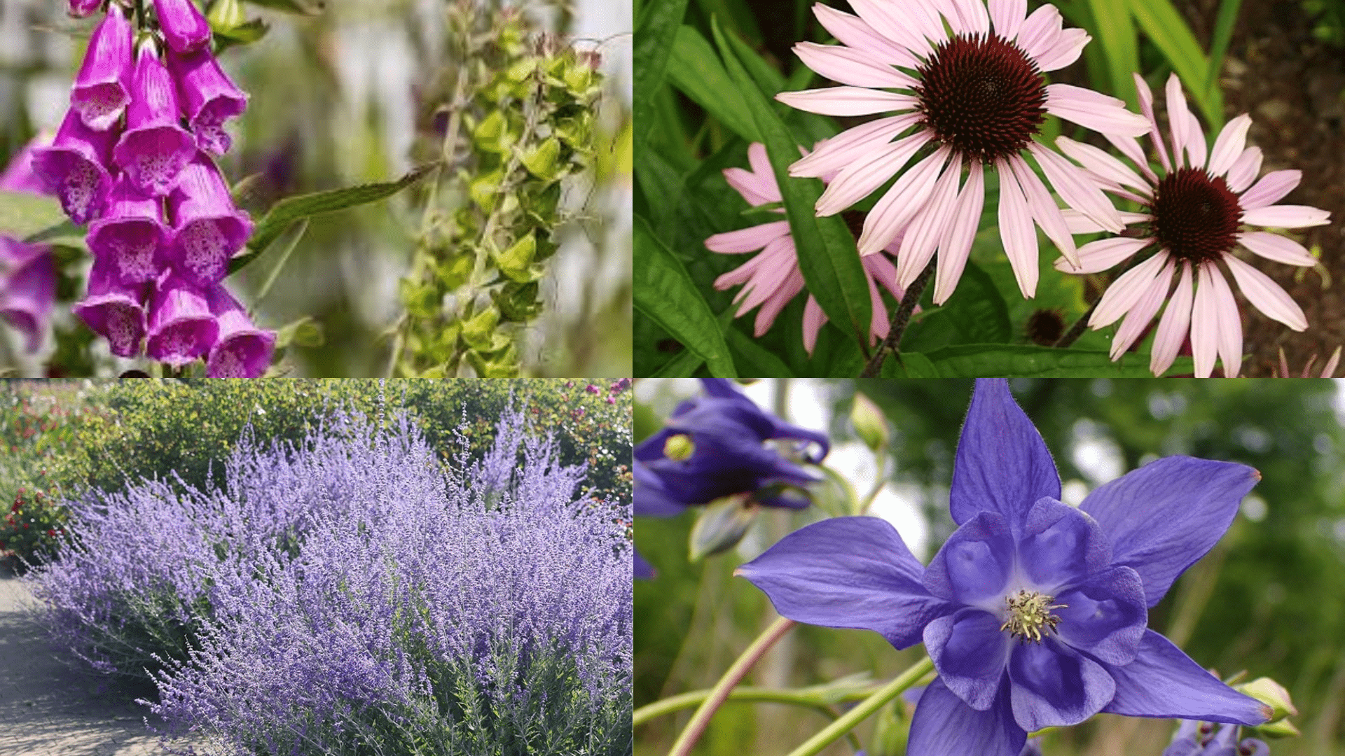 Top Perennial Flowers Rabbits and Deer Rarely Eat