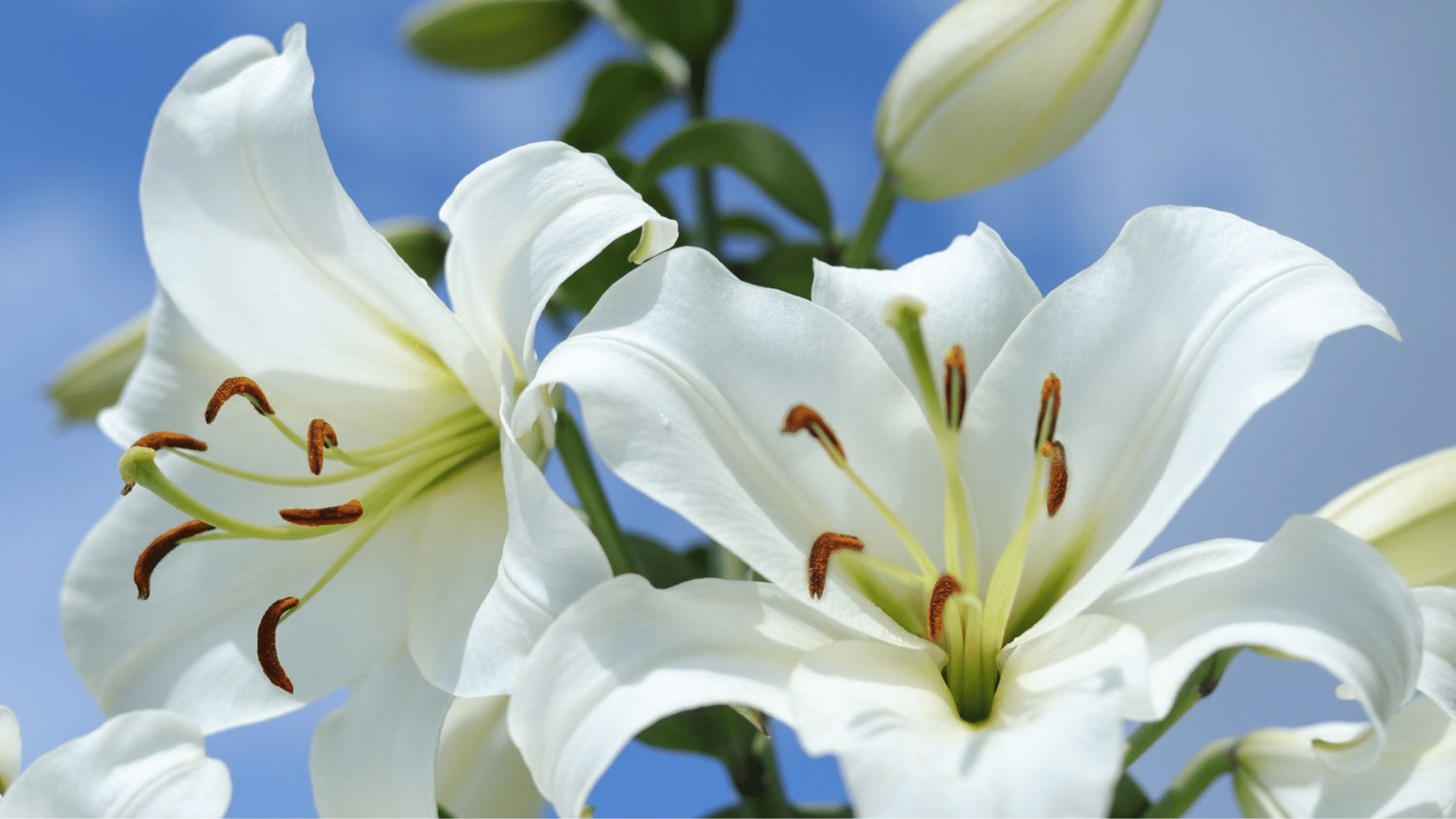 White or Pale Flowers