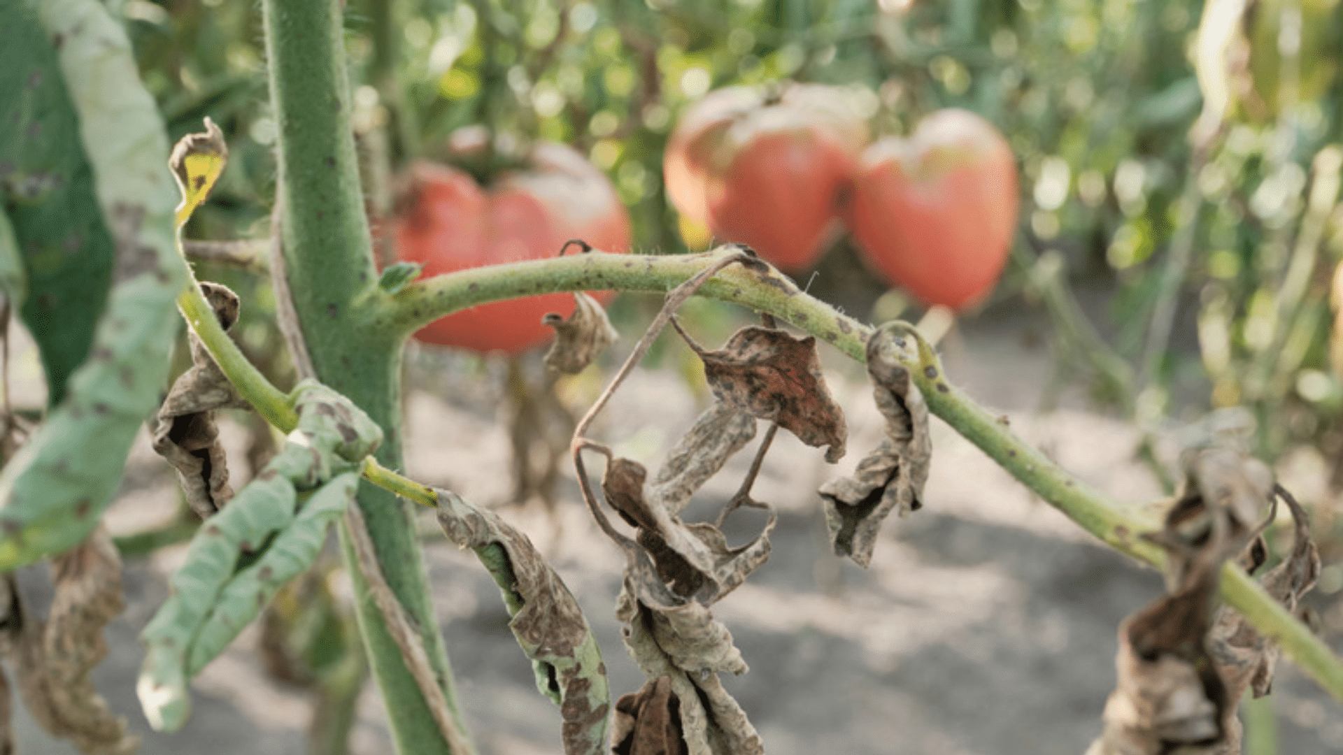 common-causes-of-tomato-wilt