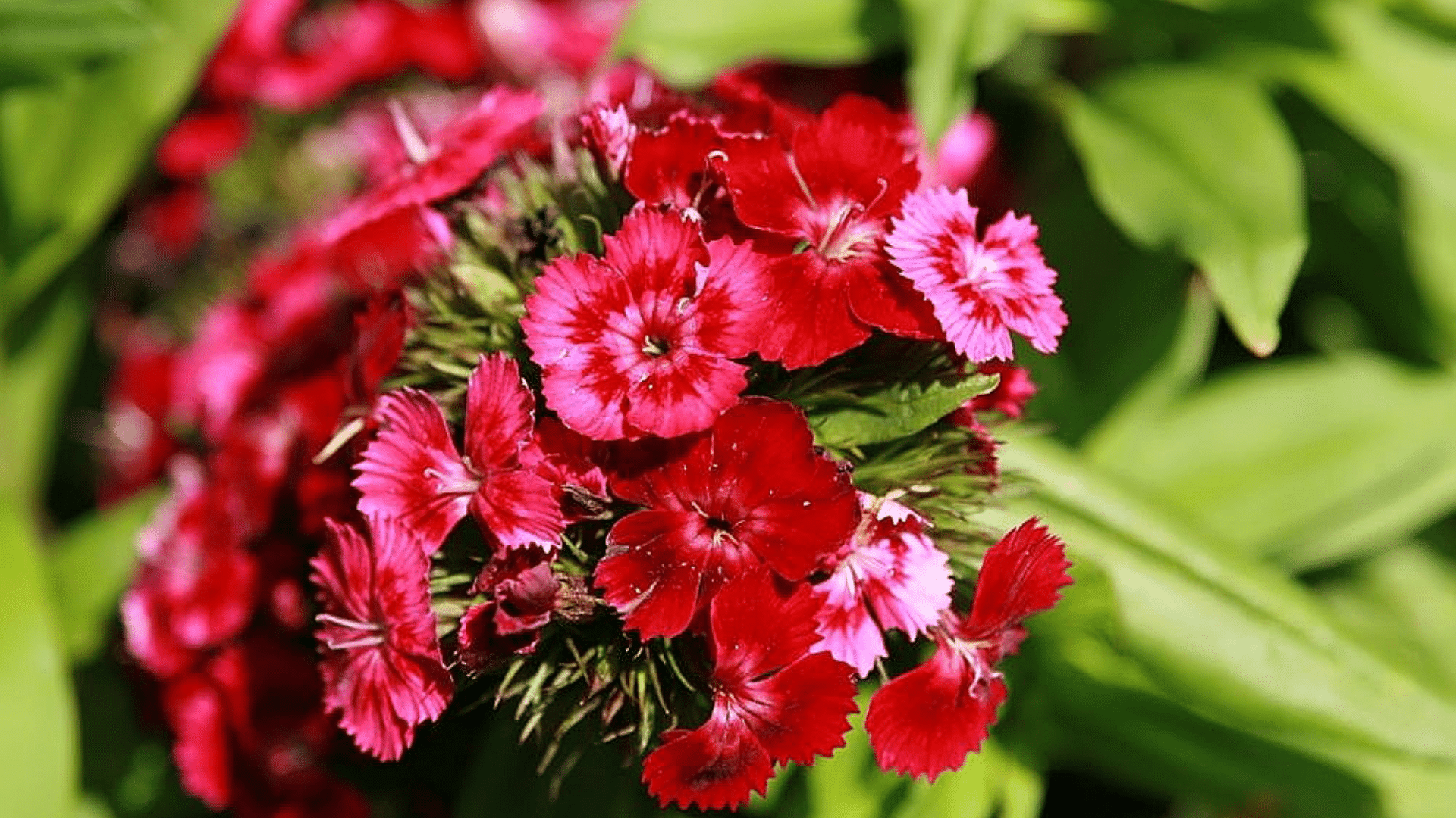 dianthus