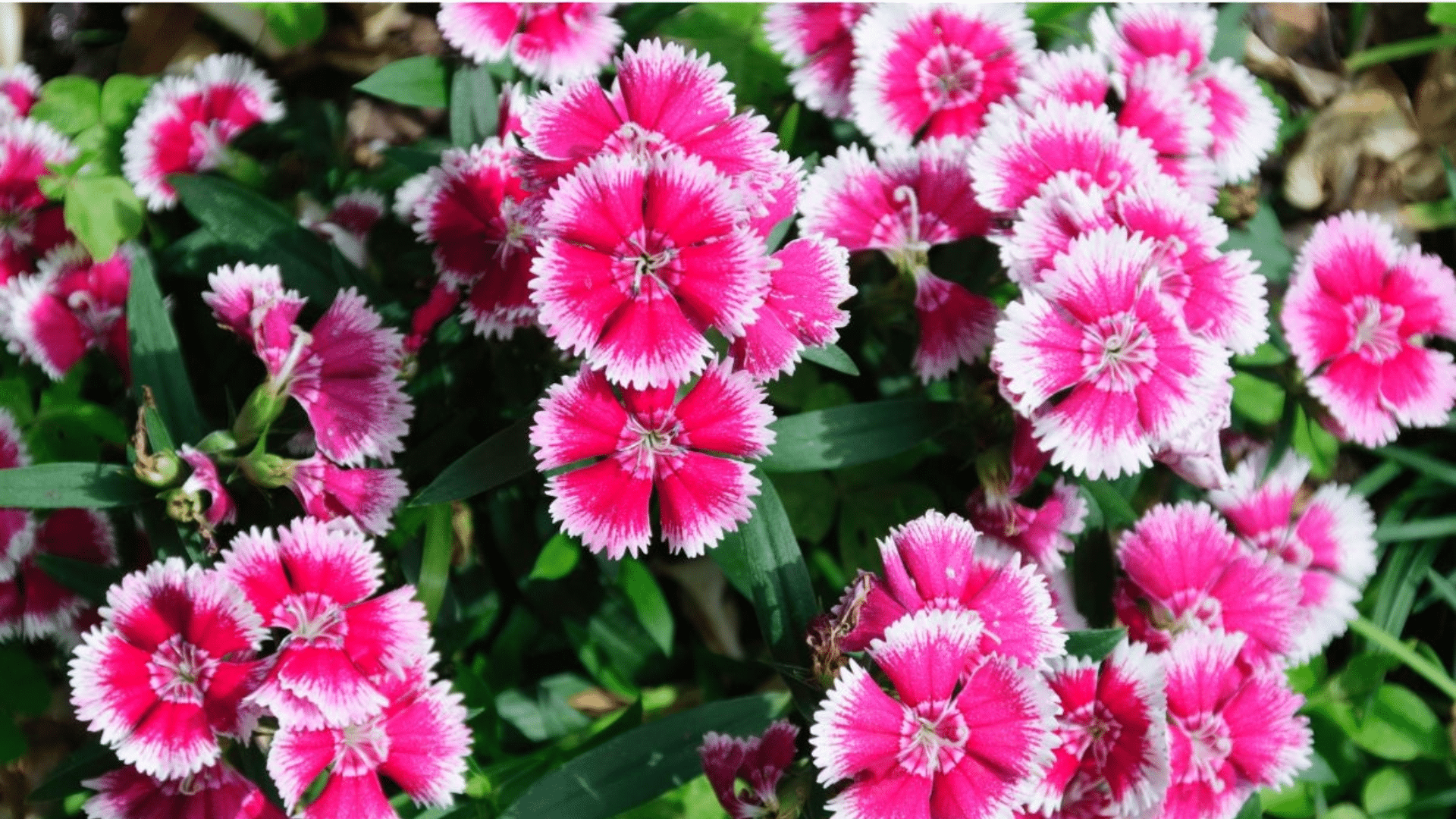do-dianthus-plants-spread-naturally