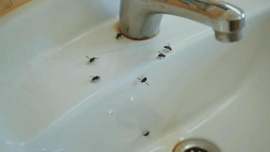 get-rid-gnats-sink-areas