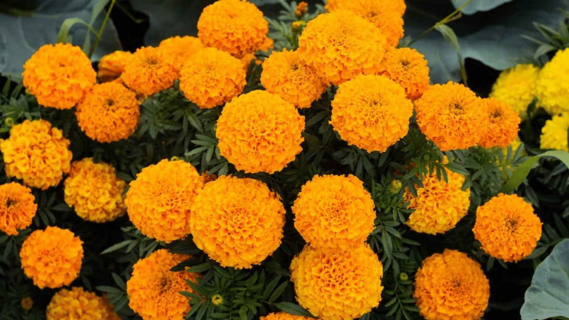 marigolds