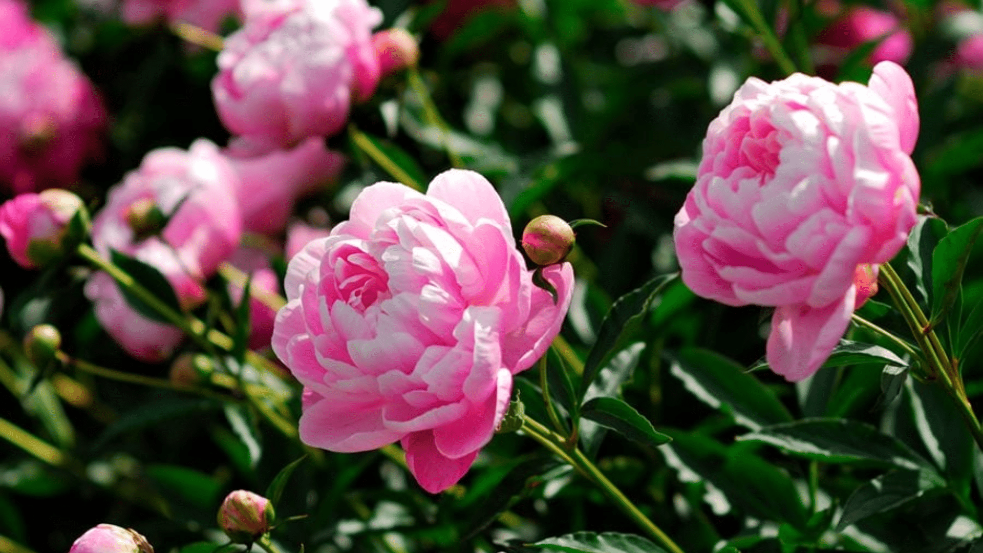 peonies