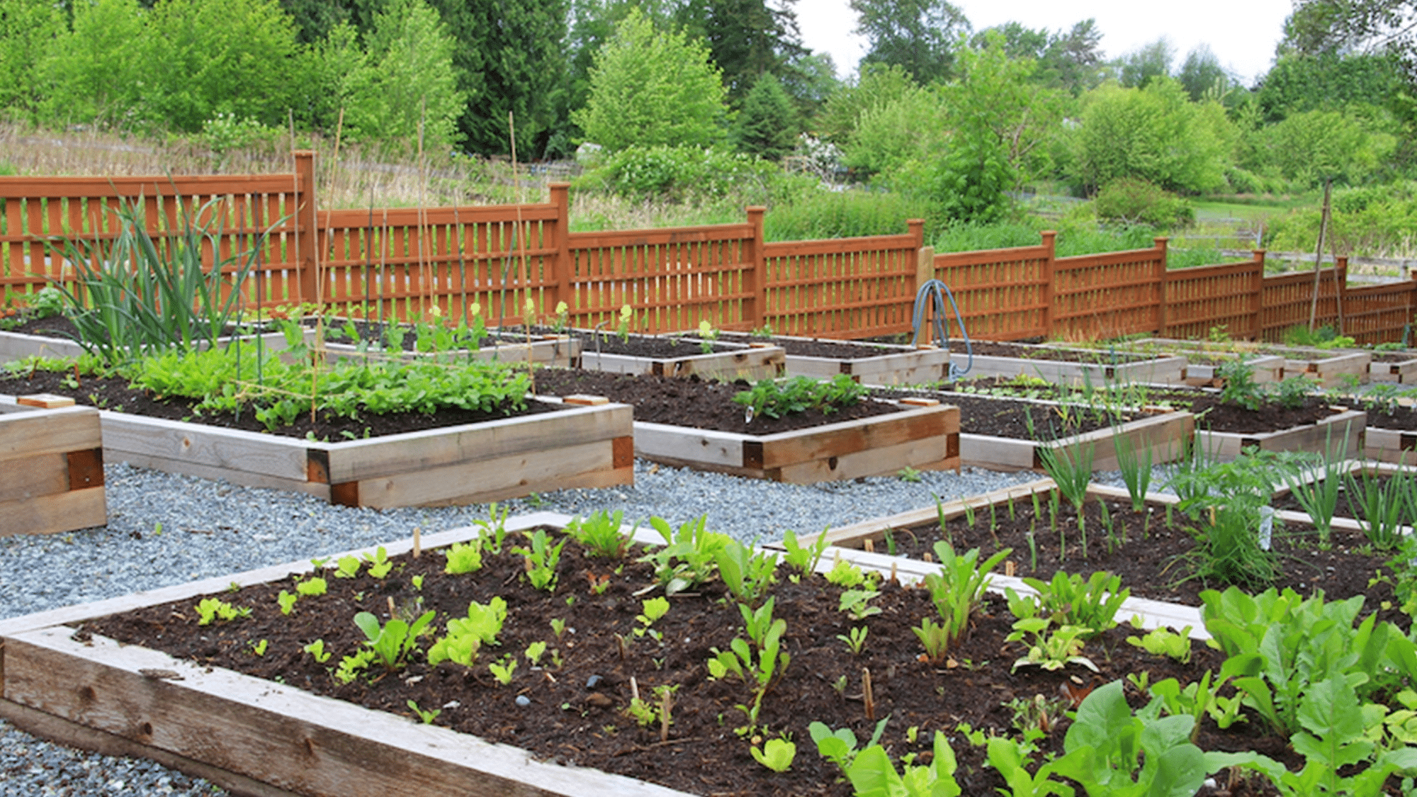 when-should-you-avoid-using-miracle-gro