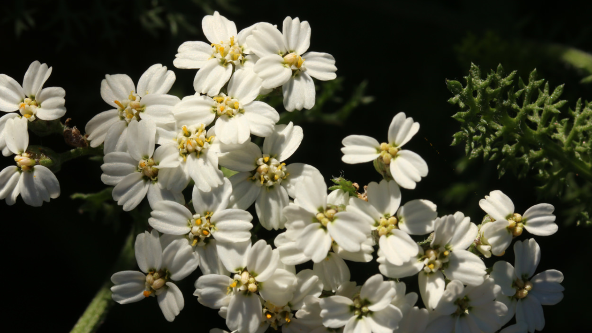 yarrow