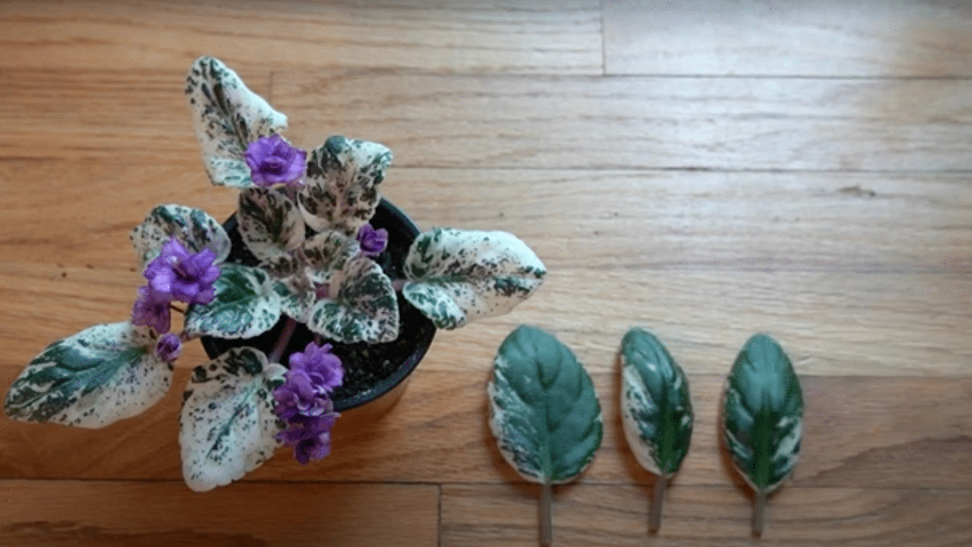 1-select-the-right-leaves