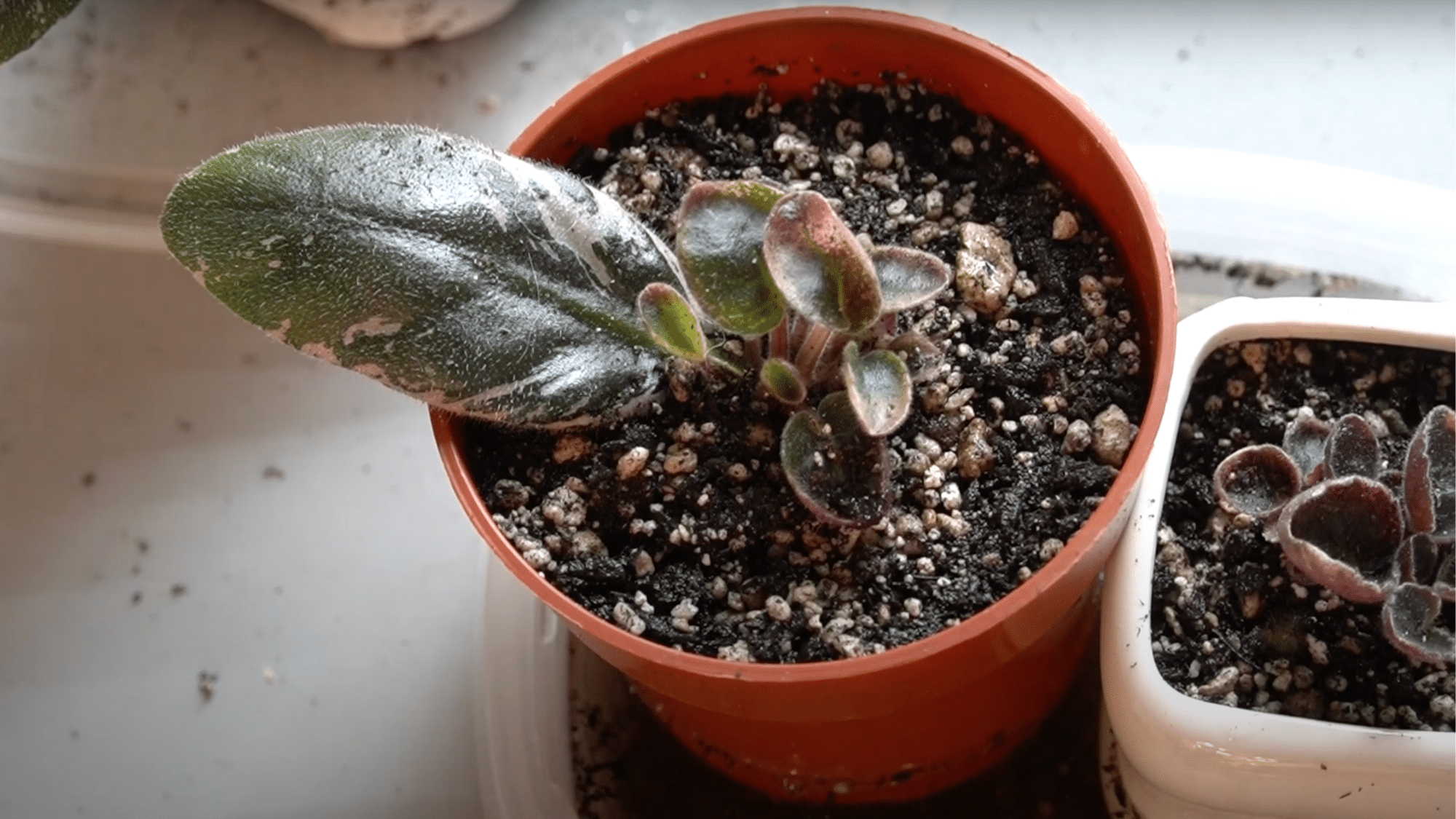 10-care-for-the-young-violets