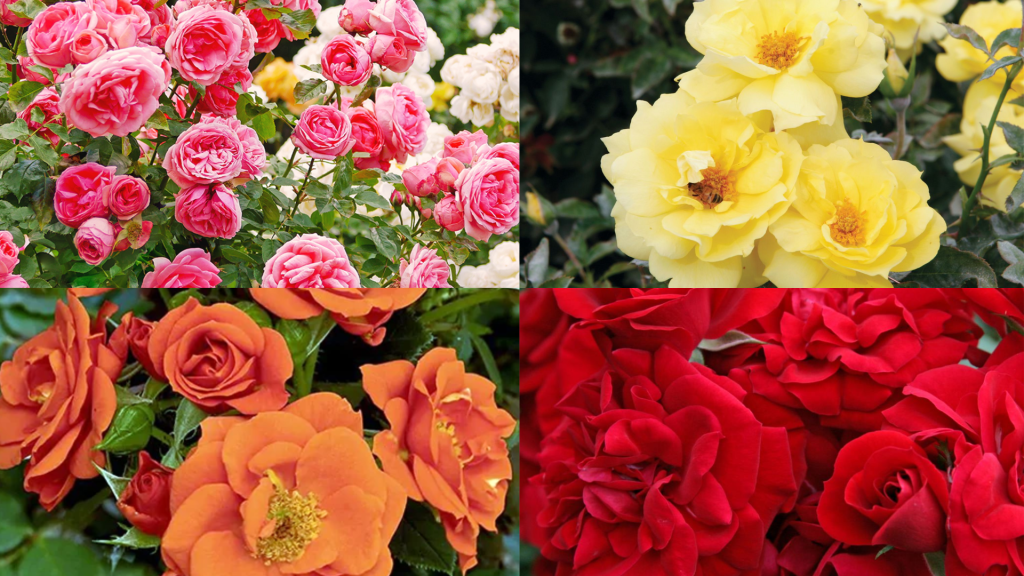 37-striking-shade-tolerant-roses-for-your-garden