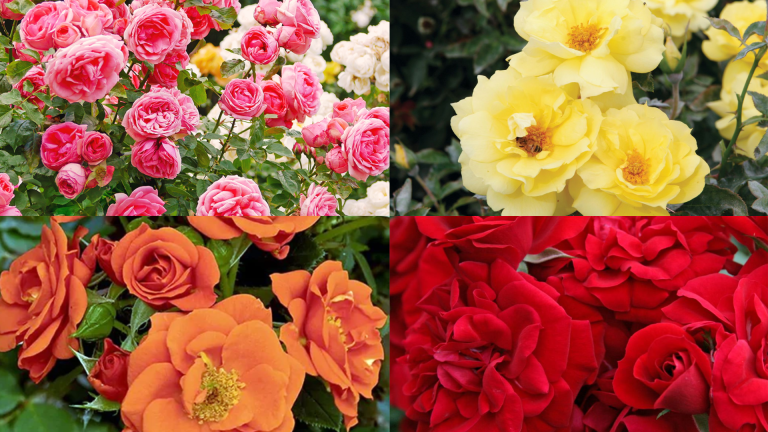 37-striking-shade-tolerant-roses-for-your-garden