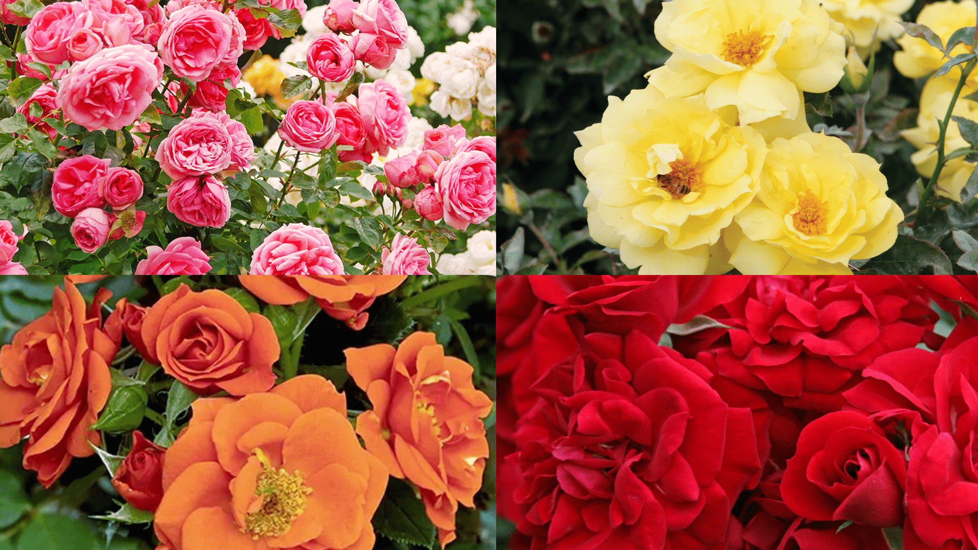 37-striking-shade-tolerant-roses-for-your-garden