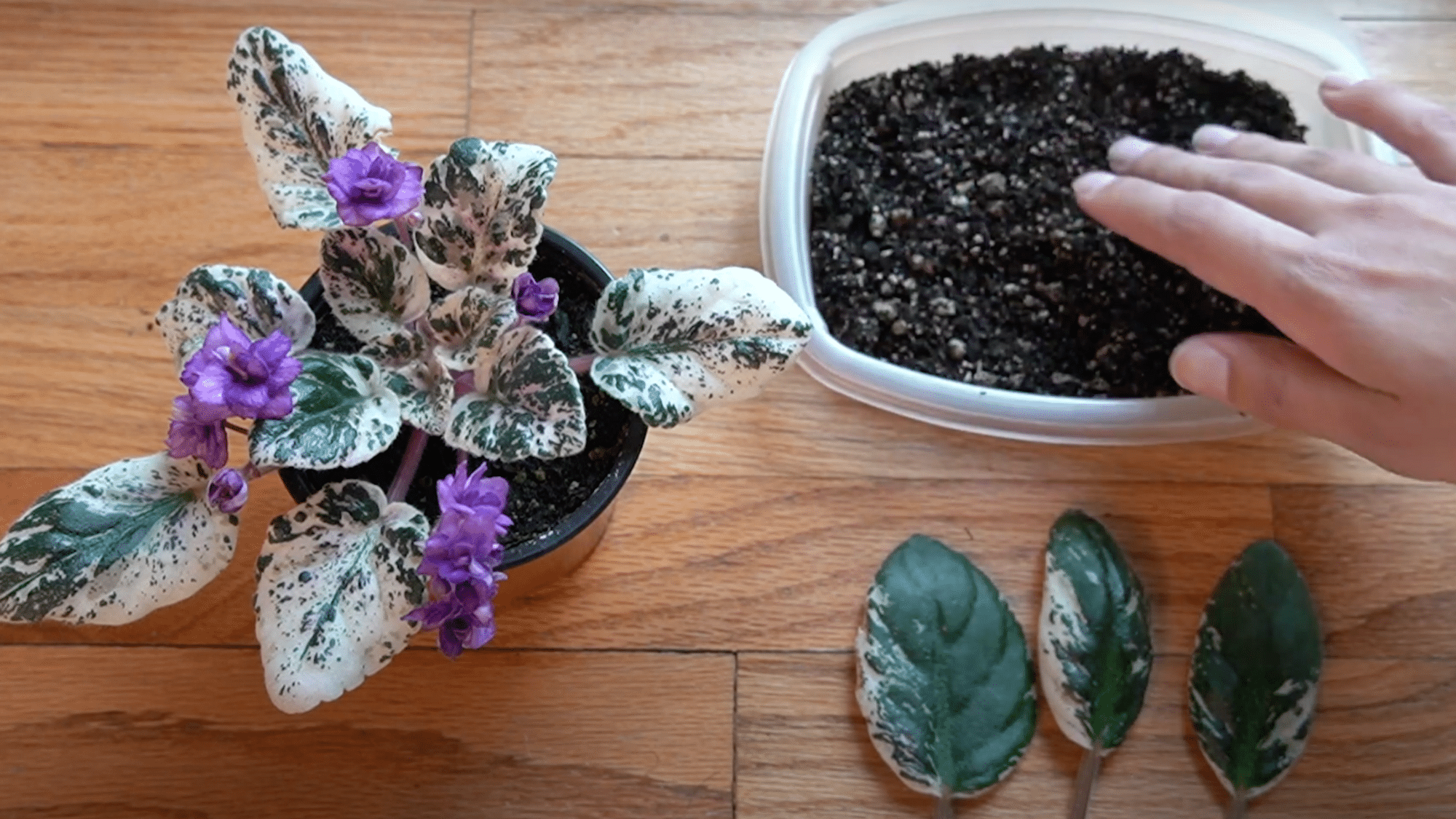4-Add-the-Soil