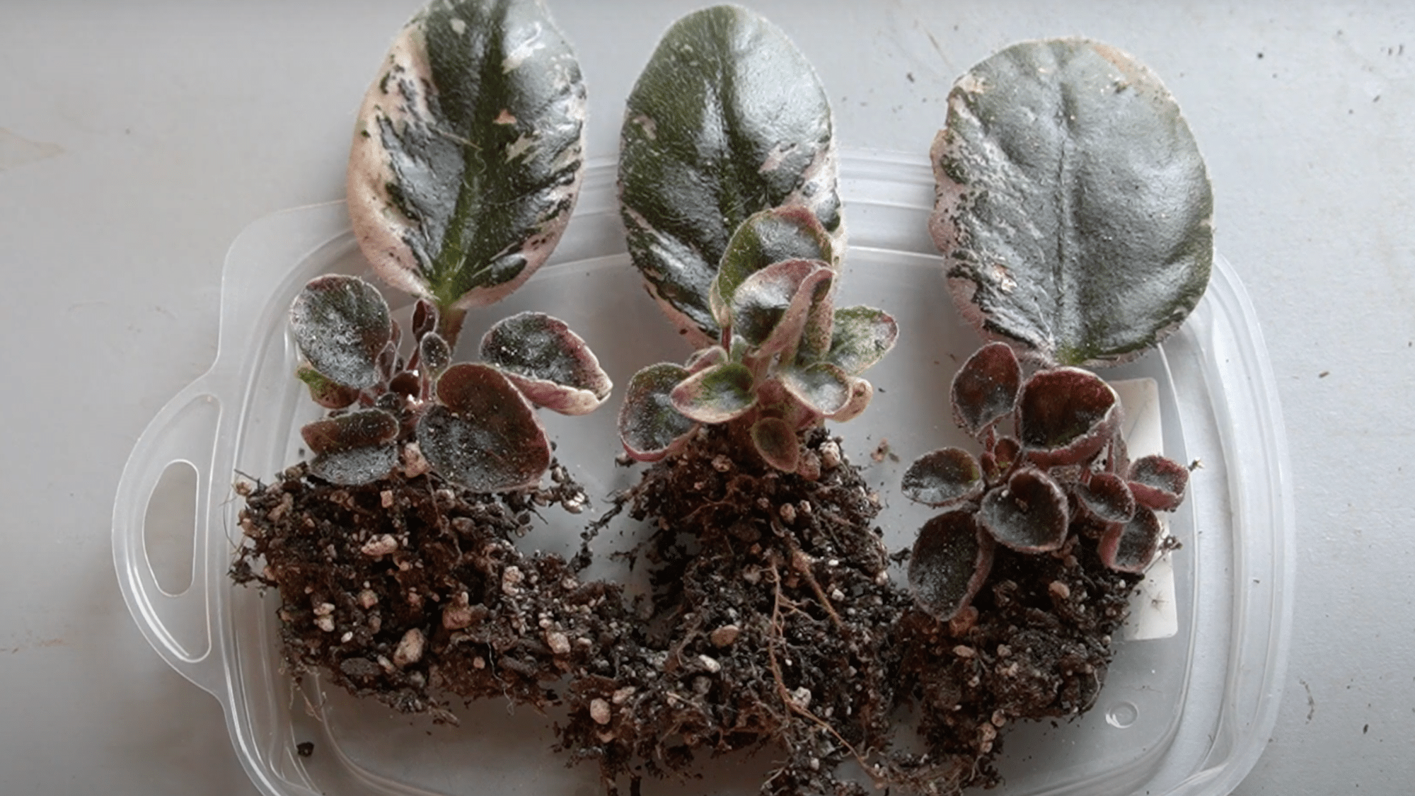 9-transplant-the-new-plants