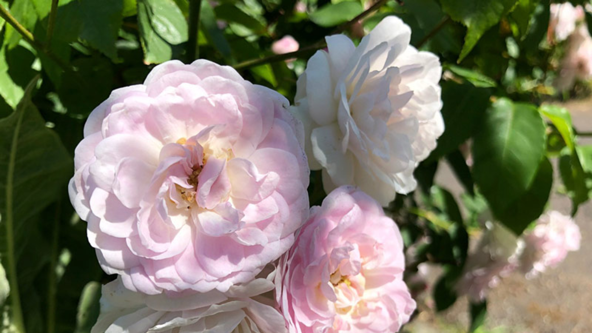 blush-noisette